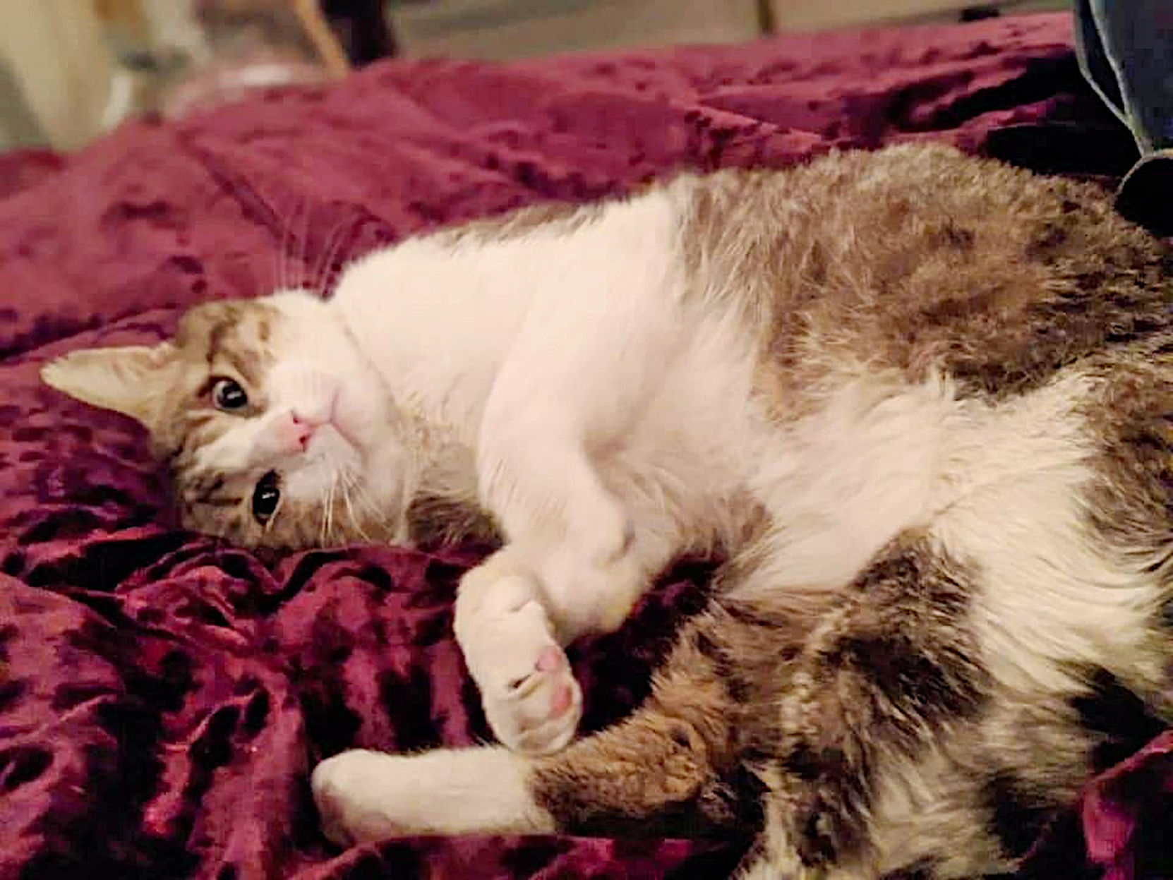 Adopt a Pet | Charlie